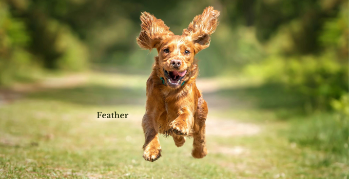 90+ Names for pets based on nature.
