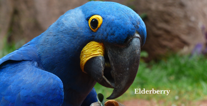 Blue parrot looking cheekily at the camera