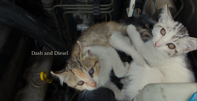 Names for cats found in car engines.