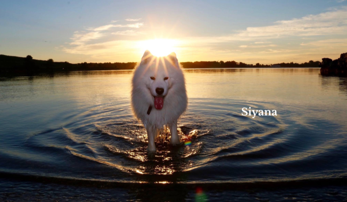 Pet names that mean “light.”