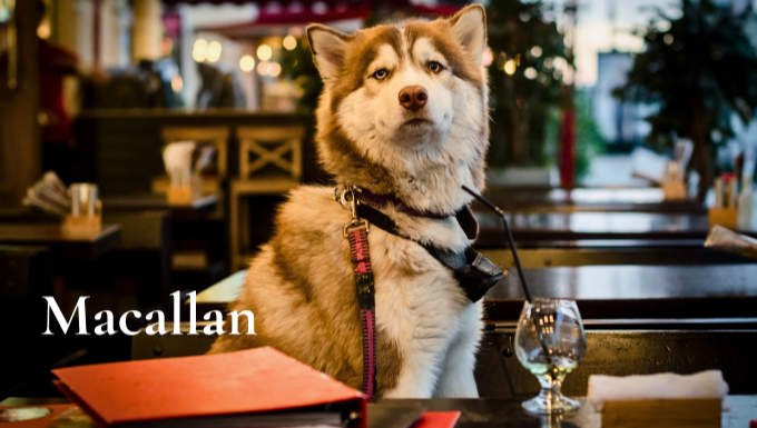 Drink-inspired names for pets.