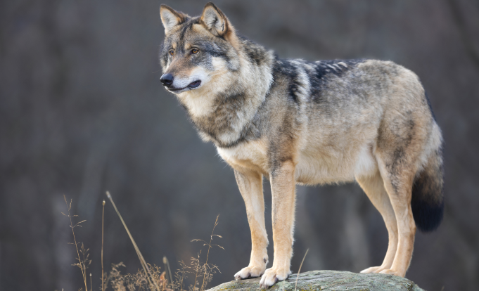 Pet names inspired by wild animals. 