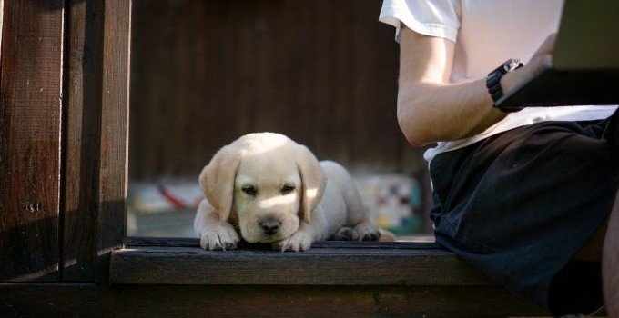 Find a Perfect Name that Honors Your Pet’s Story