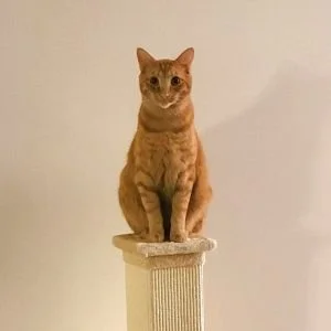 Yellow tabby cat
