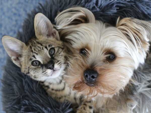 Cute puppy and kitten cuddling