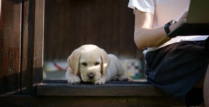 Retriever puppy lies on a doorstep  beside its owner, who is working on a laptop