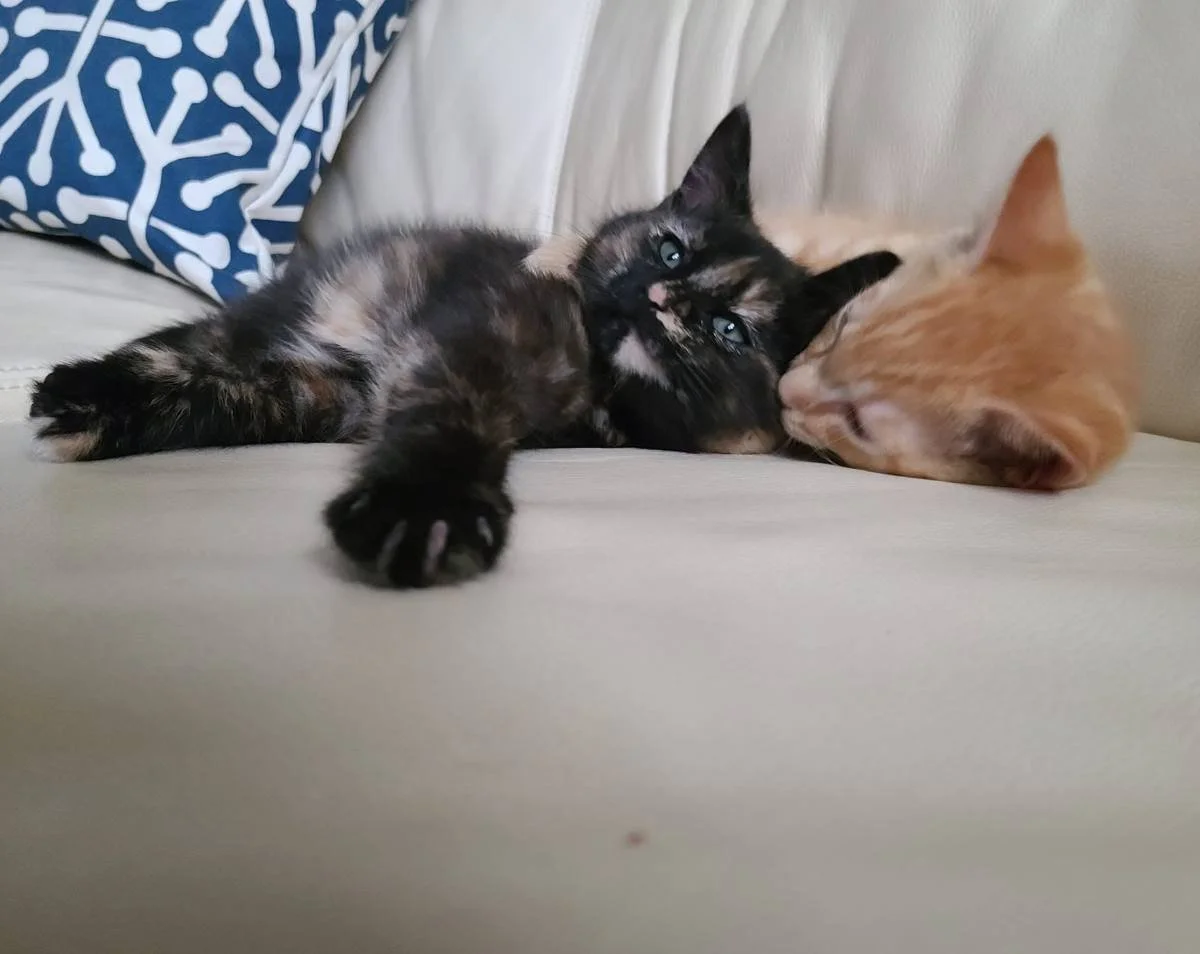 two kittens on a white sofa
