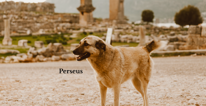 Pet names from Greek mythology.