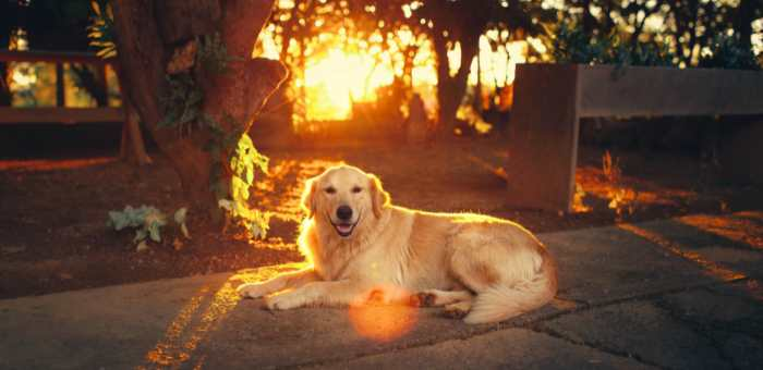 A golden retriever lying in a shaft of sunlight from a sunset