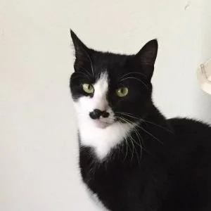 Black and white cat with black mustache