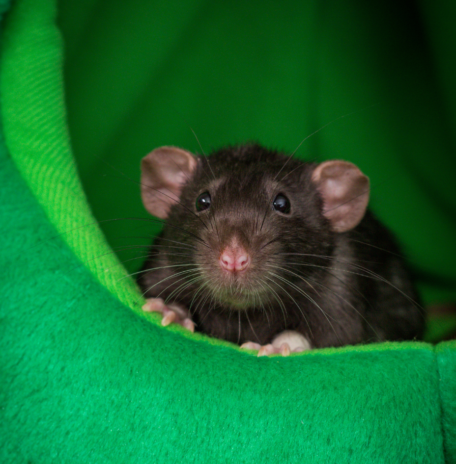 Gray pet rat on a green bed
