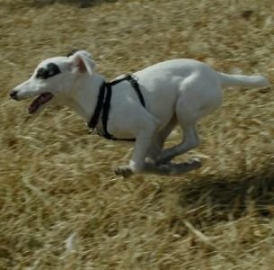 Black and white dog sprinting across grass