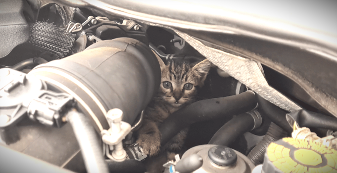 A small orange and white kitten sitting inside a car engine compartment, surrounded by mechanical parts and hoses.