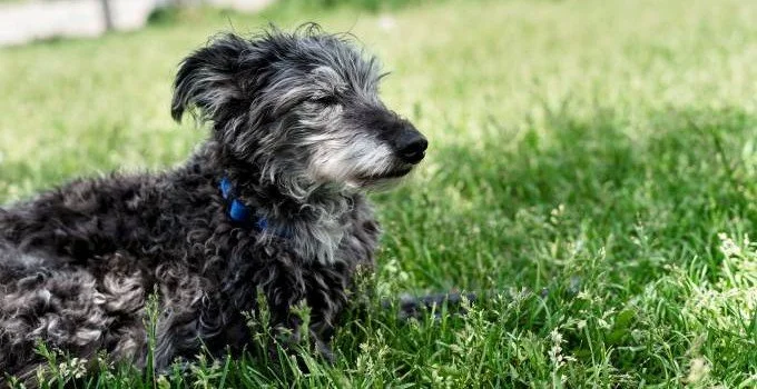 Older poodle mix relaxed on grass iwth eyes closed