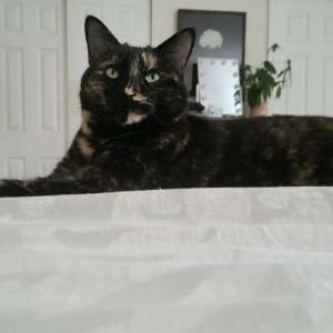 A black and brown tortoiseshell cat lying on a surface indoors, with a framed picture and a potted plant in the background.