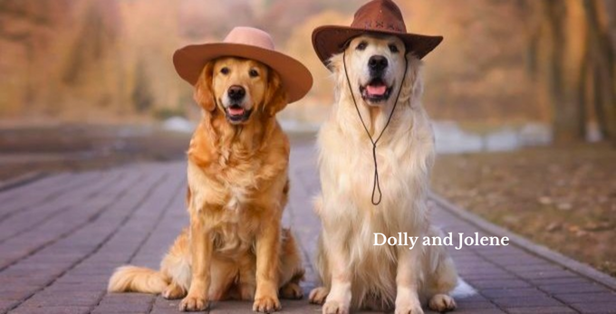 Two golden retrievers wearing cowboy hats
