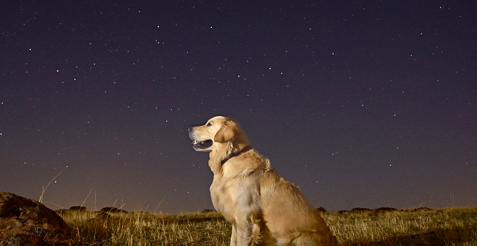 A gold retriever looking up at the night sky.