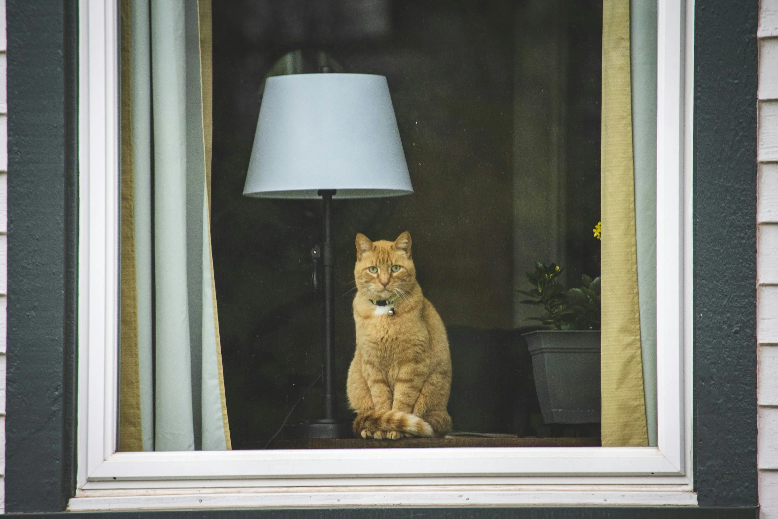 Cat in window
