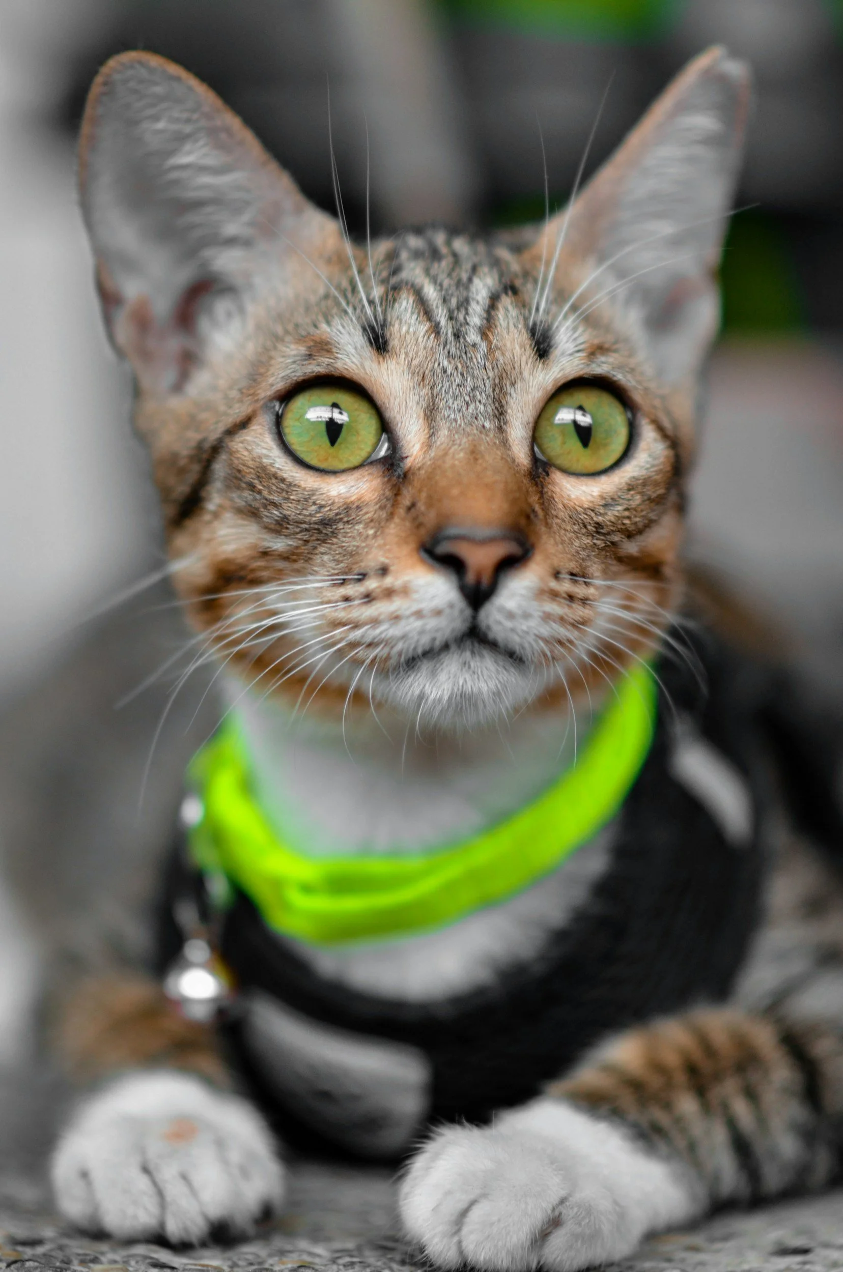 Tabby Cat