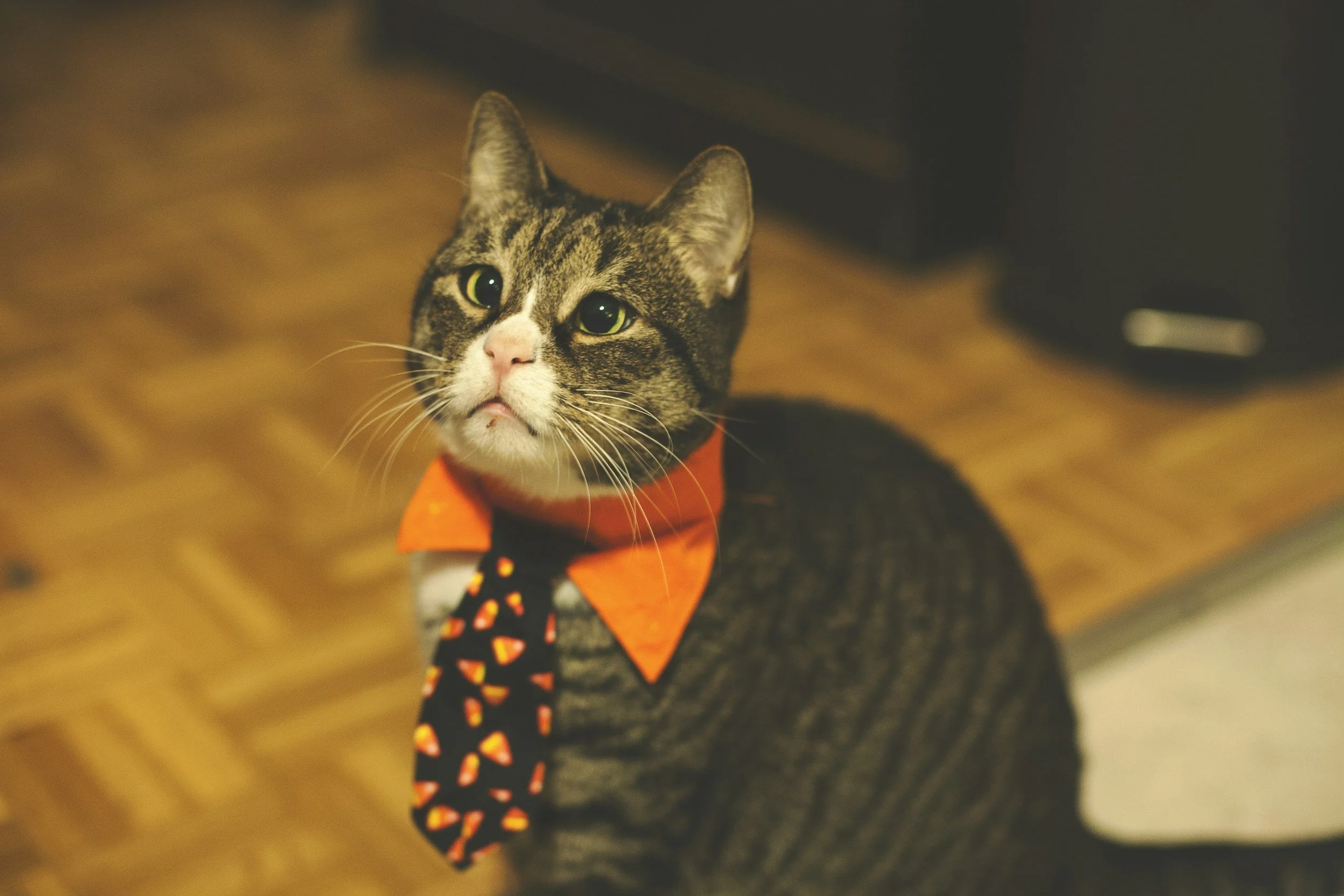 Bowmanville cat tour