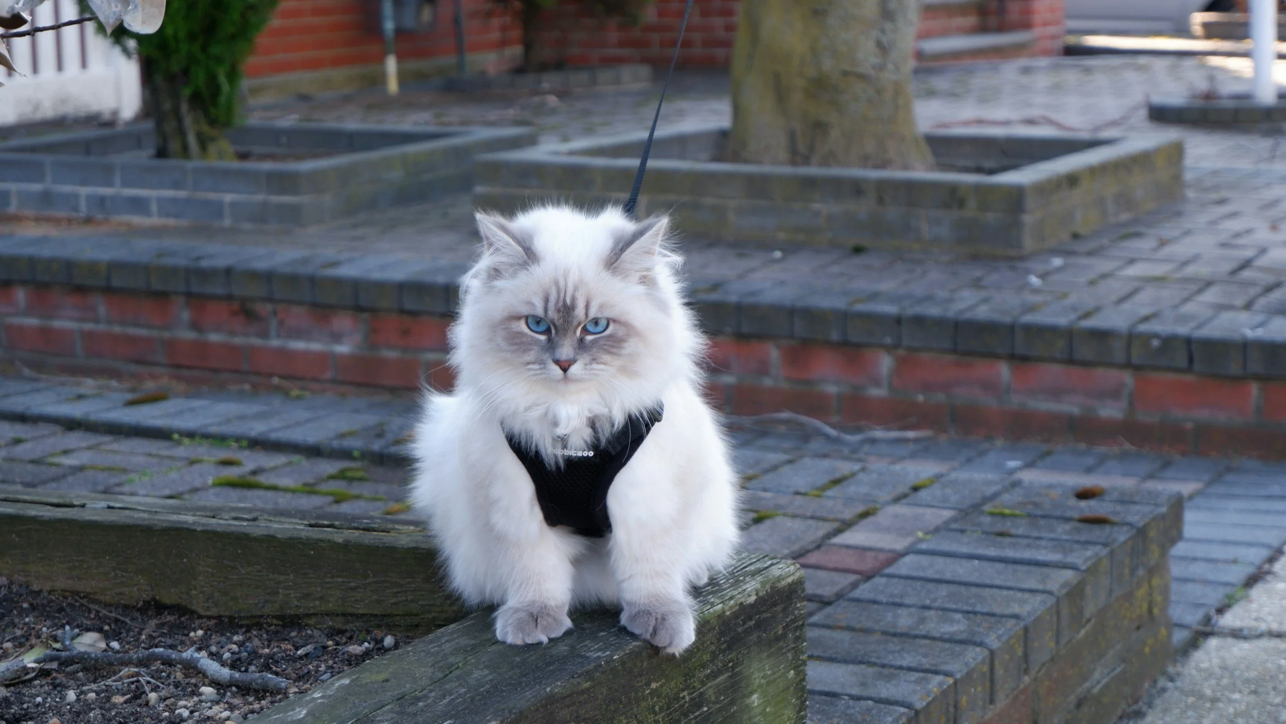 Lincoln Square Cat Tour