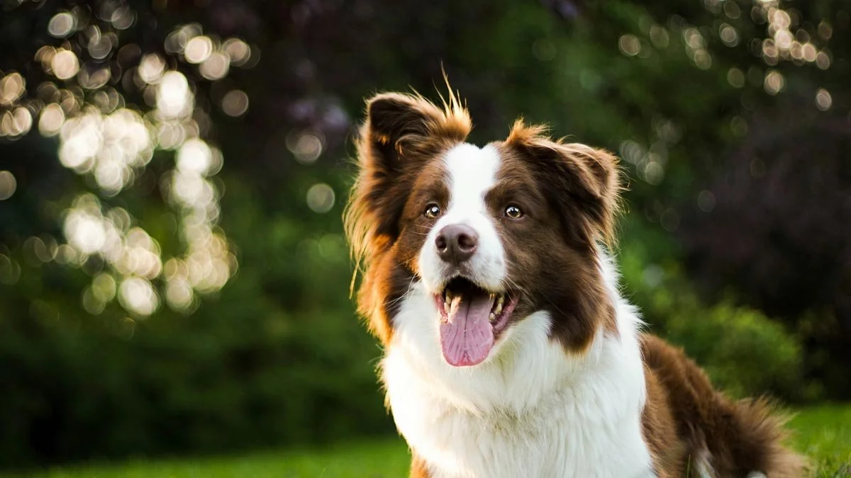 Happy brown and white Border Collie dog outdoors with blurred green trees and sunlight in the background.