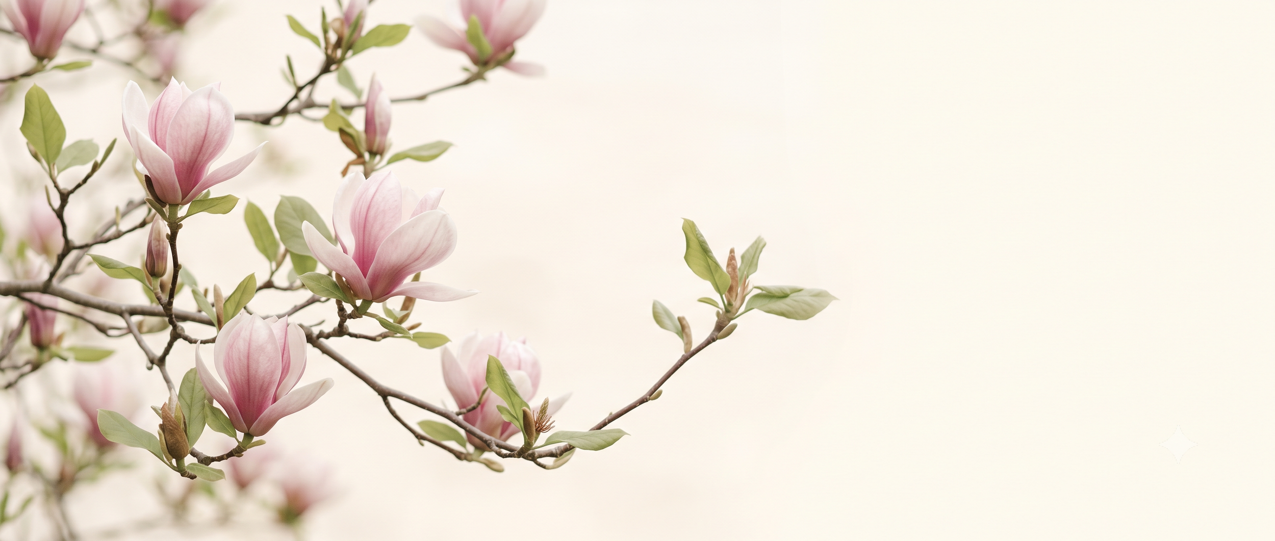 Close-up of pink and white magnolia flowers blooming on a branch with green leaves, against a soft, light background.