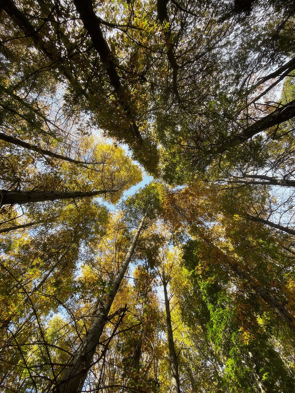 Looking up through a canopy of tall trees