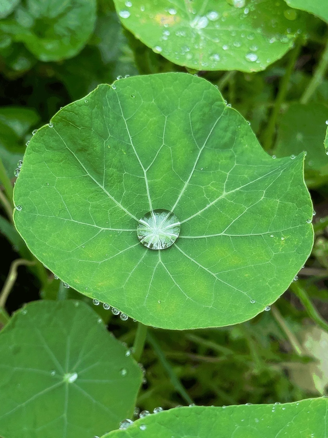 Green leaf holding a single drop of water