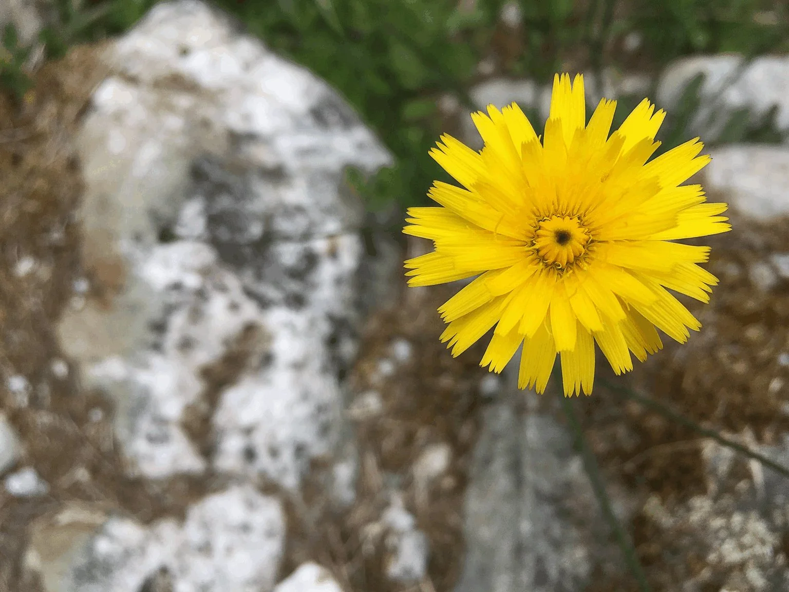 yellow flower in focus