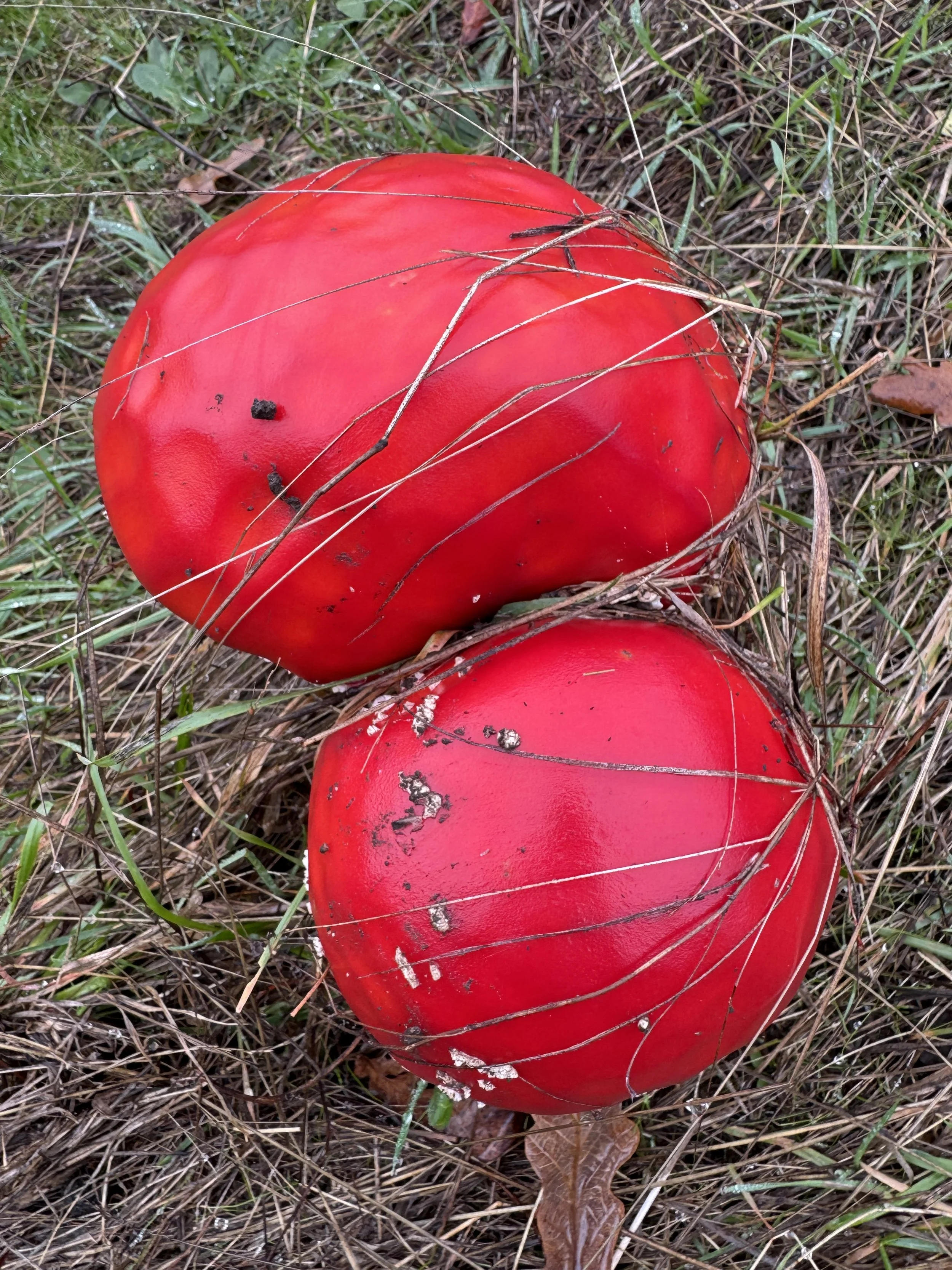 Red fungi