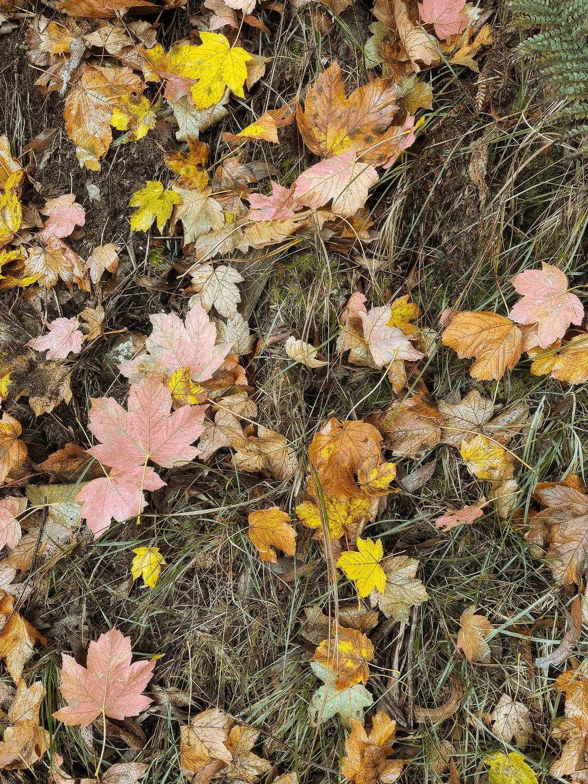 Autumn maple leaves on grass