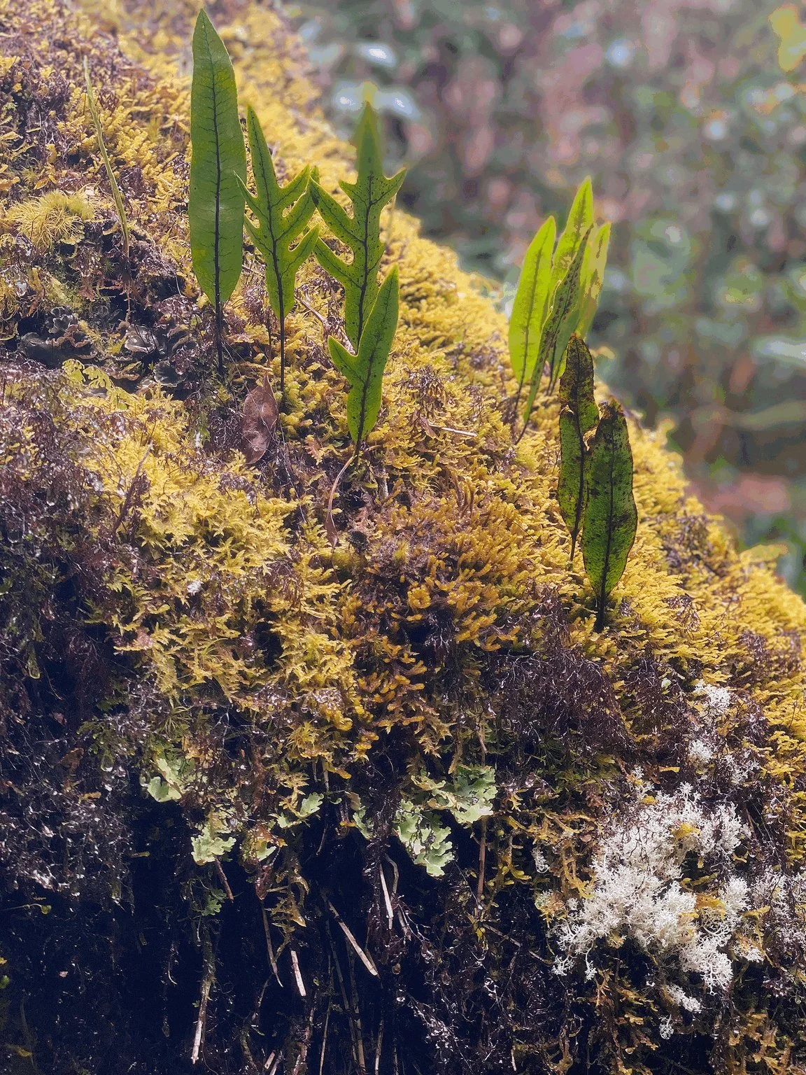 Young ferns growing through moss