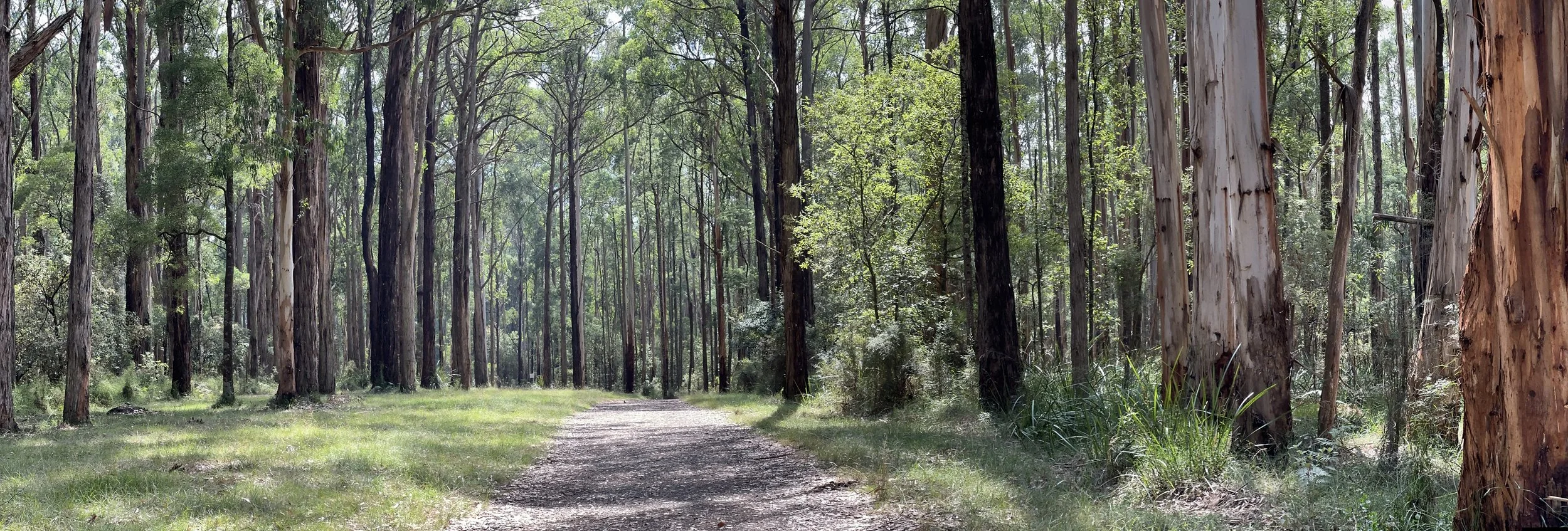 Road through eucalypt forest