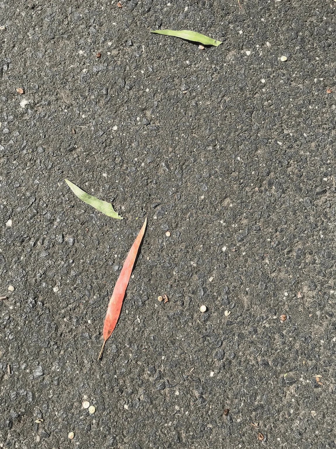 Eucalyptus leaves on tarmac