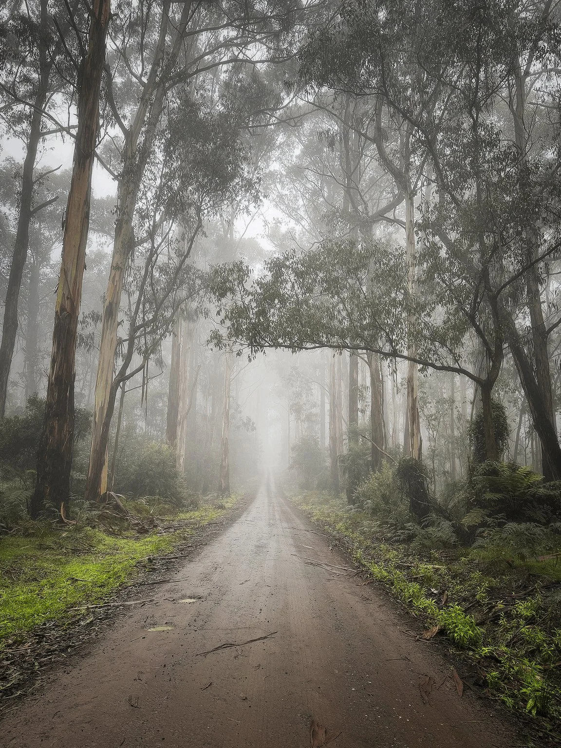 Misty road through a eucalyptus forest