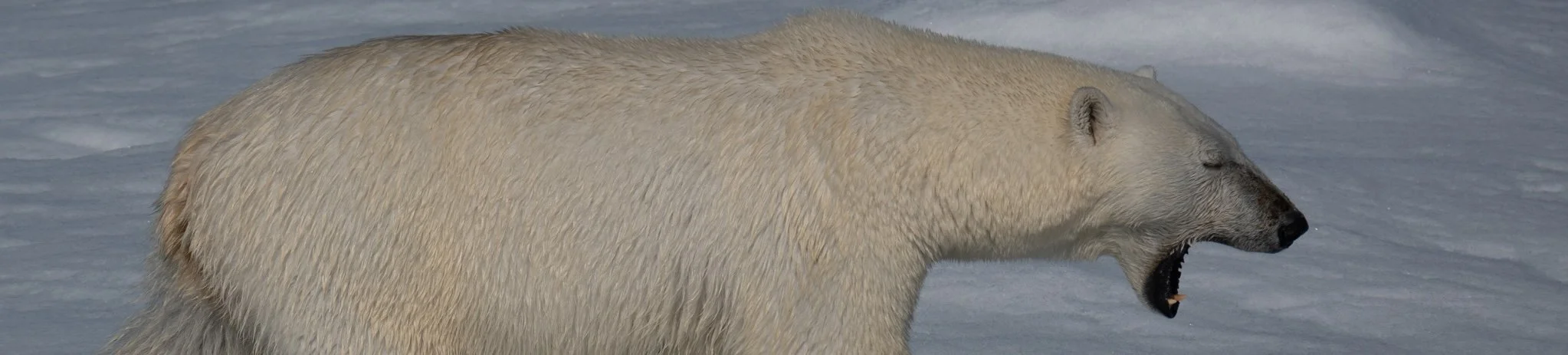 Thalia Symphony performs the Svalbard Symphony
