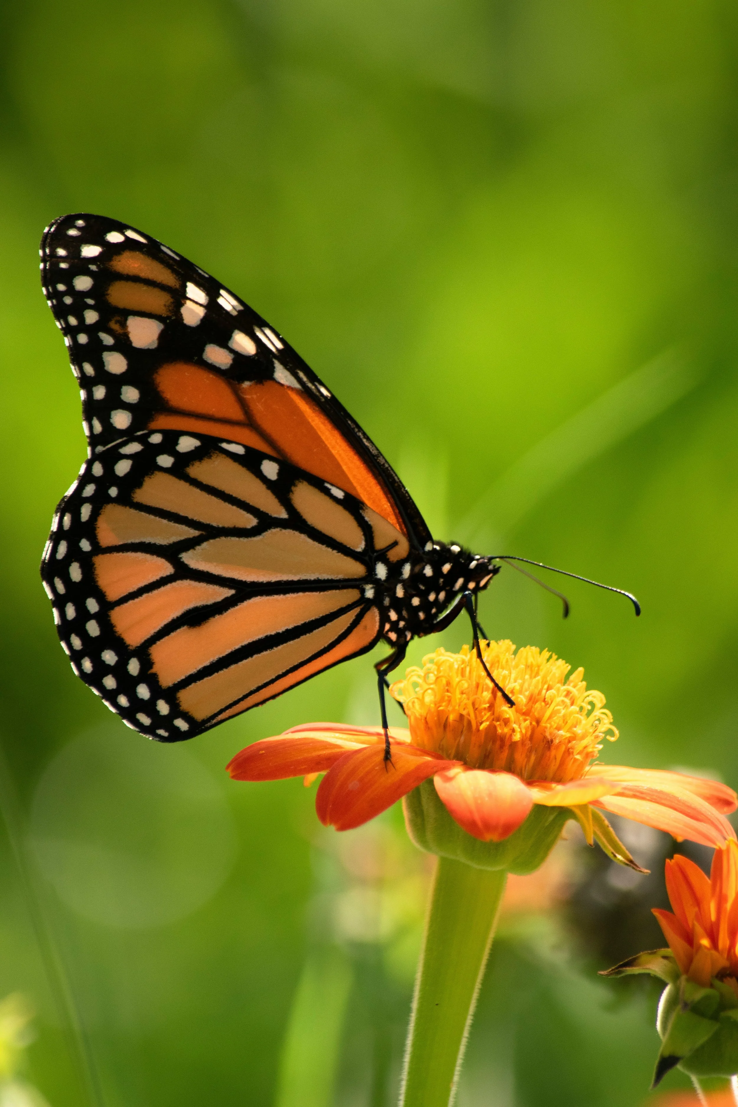 Monarch butterfly.jpg