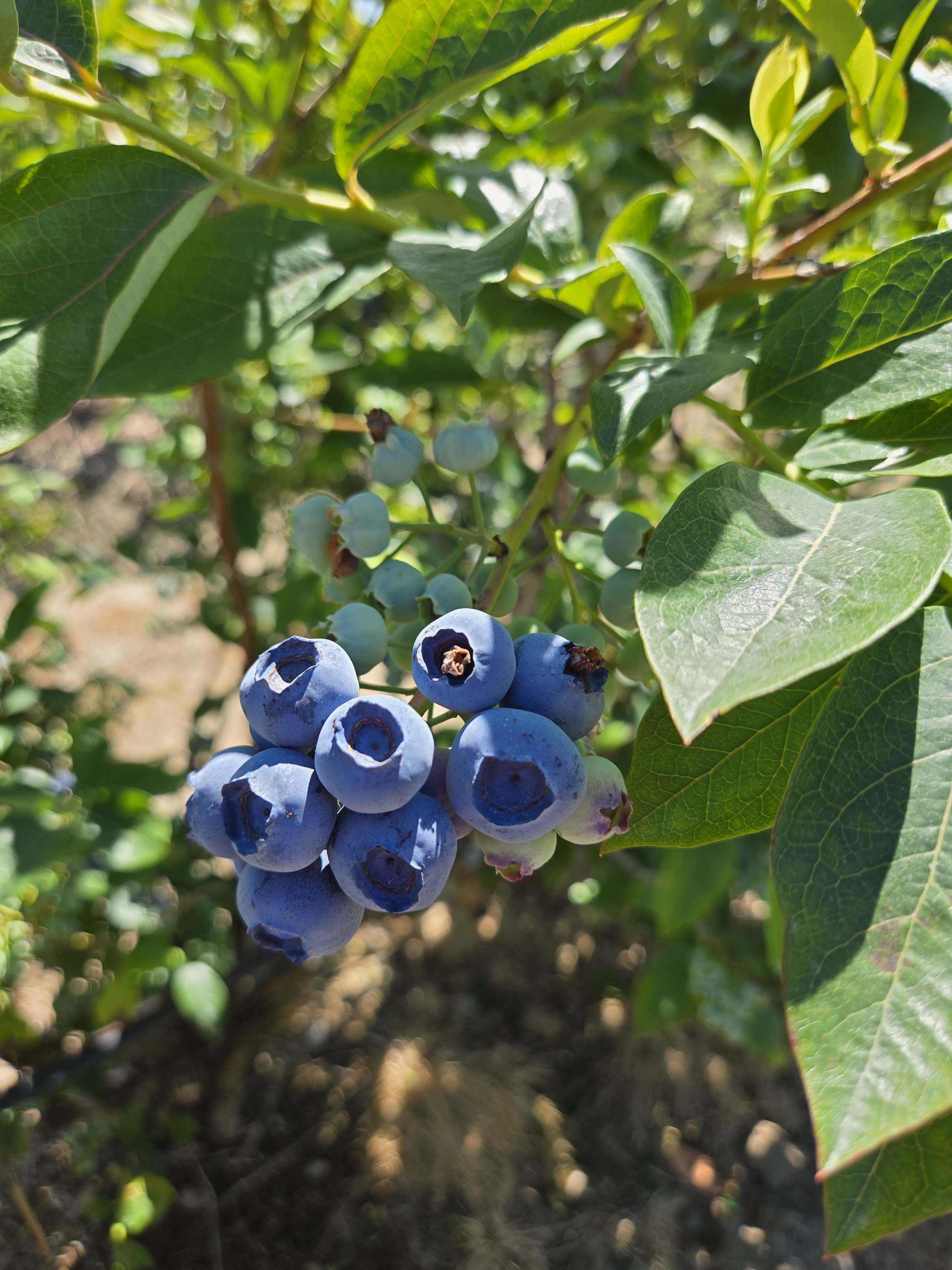 Blueberries - 30lbs