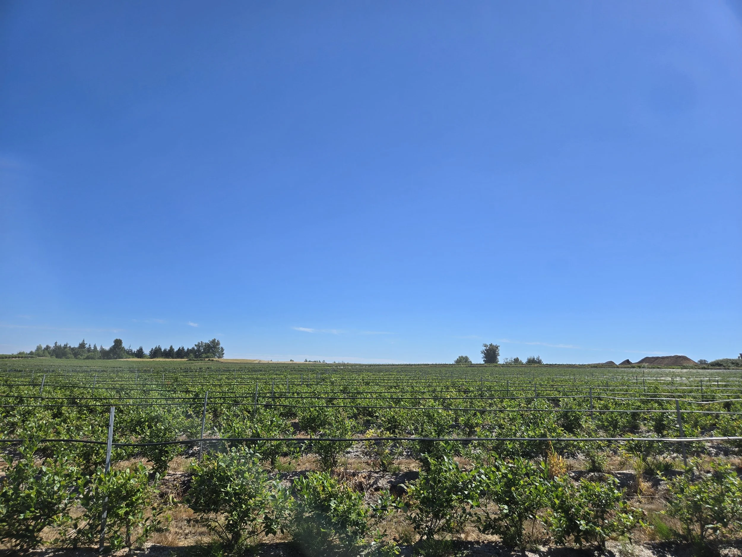 Blueberries - 1000lbs