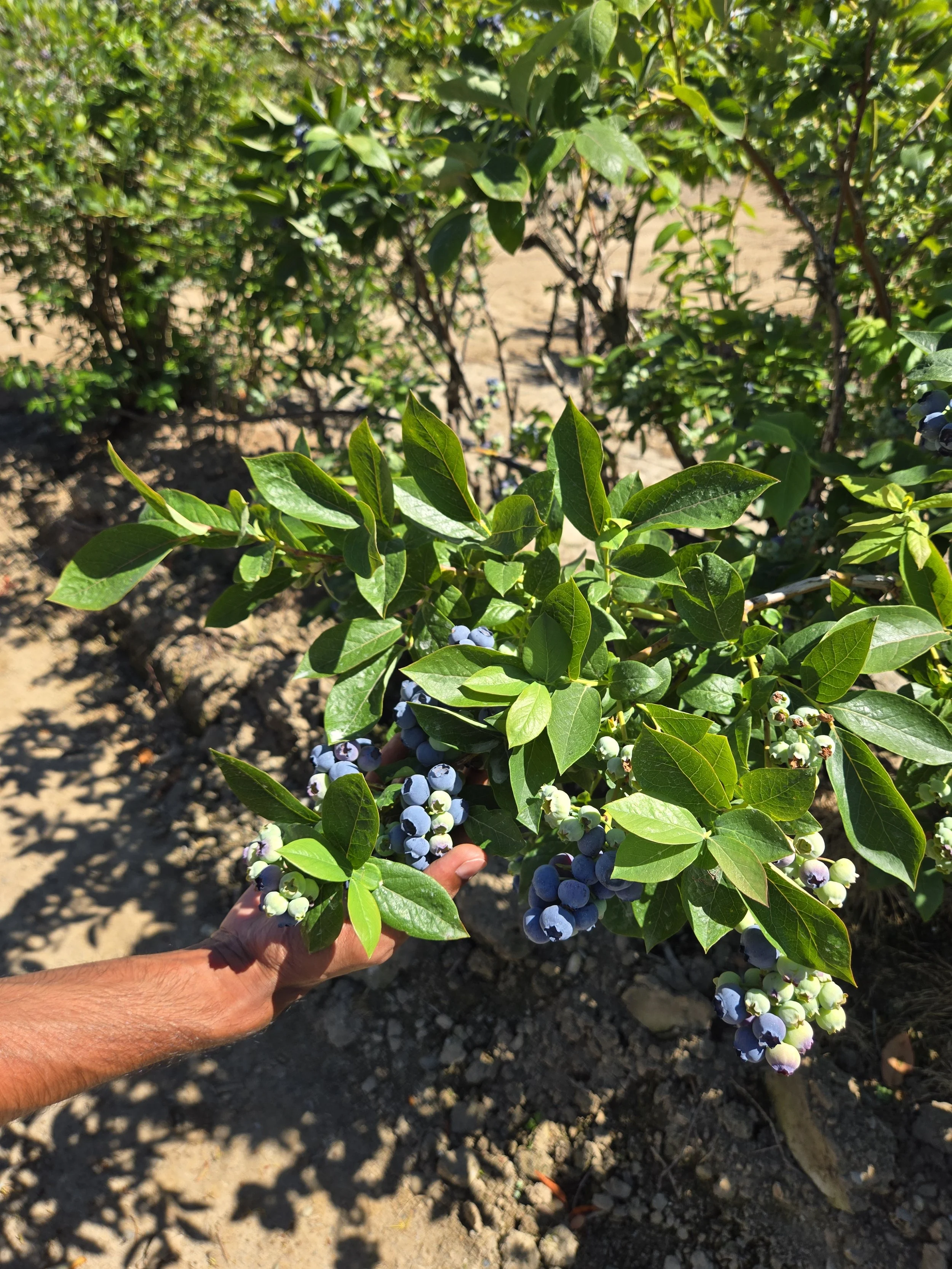 Blueberries - 100lbs