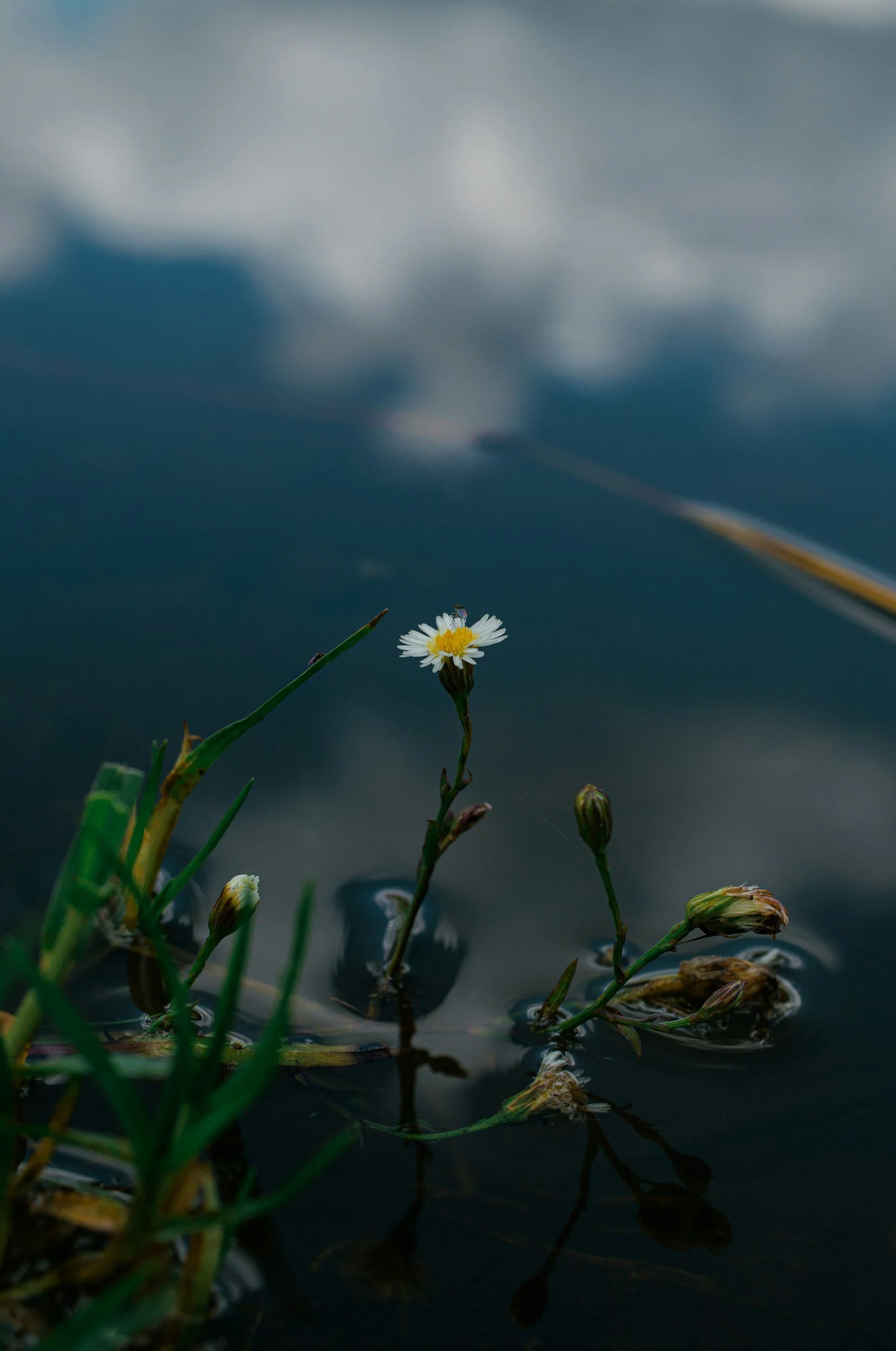 Gänseblume im Wasser in den Bergen