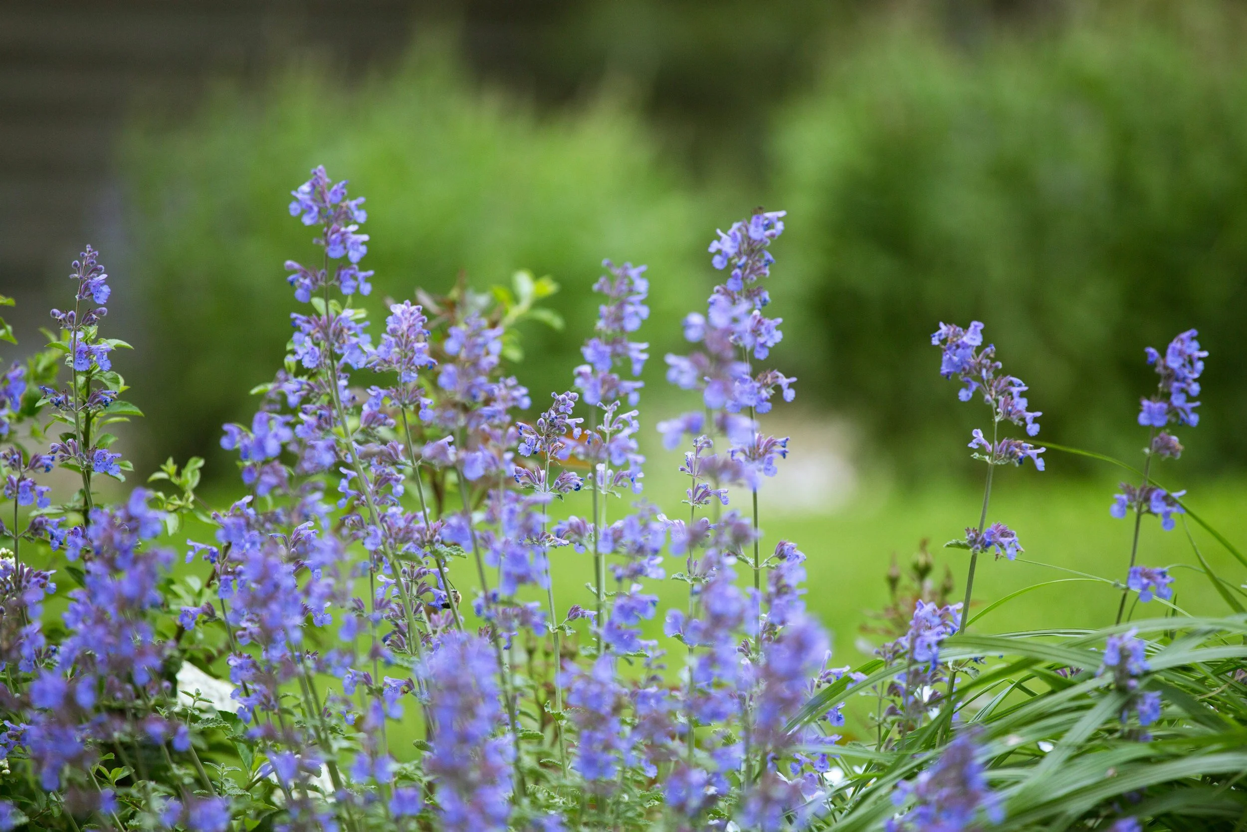 Nepeta x six hills giant