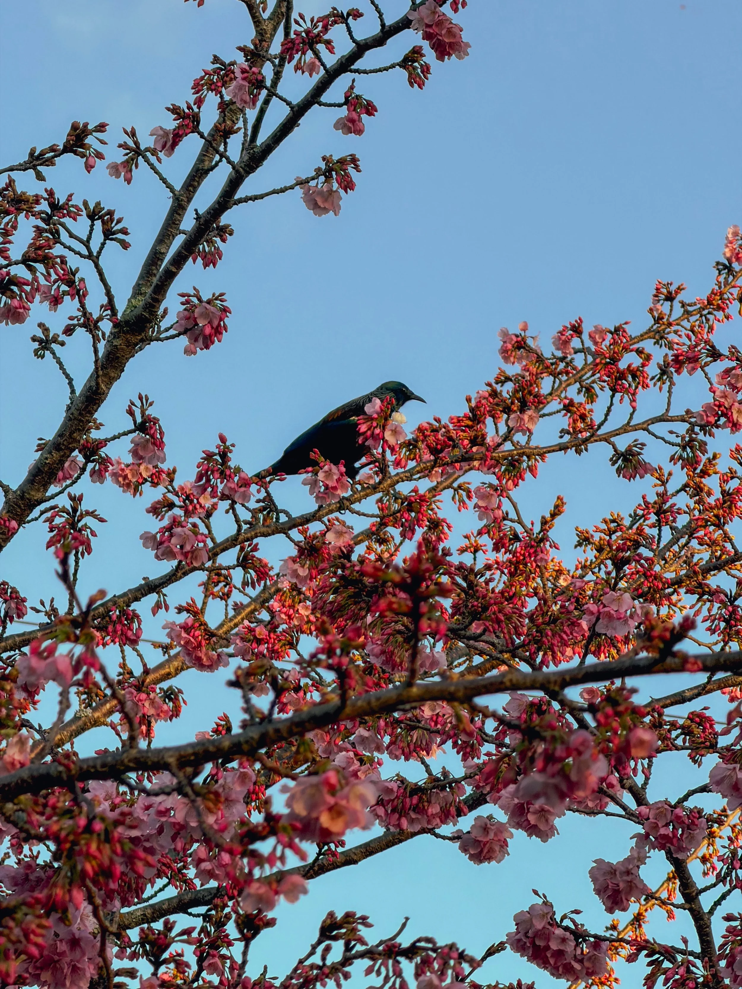 Watching, waiting for signs of spring 🌸