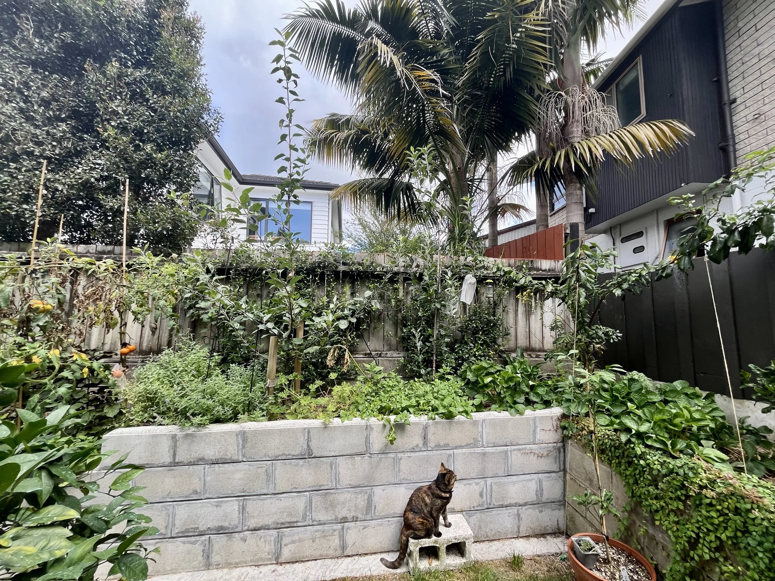 A backyard garden with various plants, a tall palm tree, and a two-story house with black and white siding. There is a cat sitting on a cinder block step in front of a low brick wall.