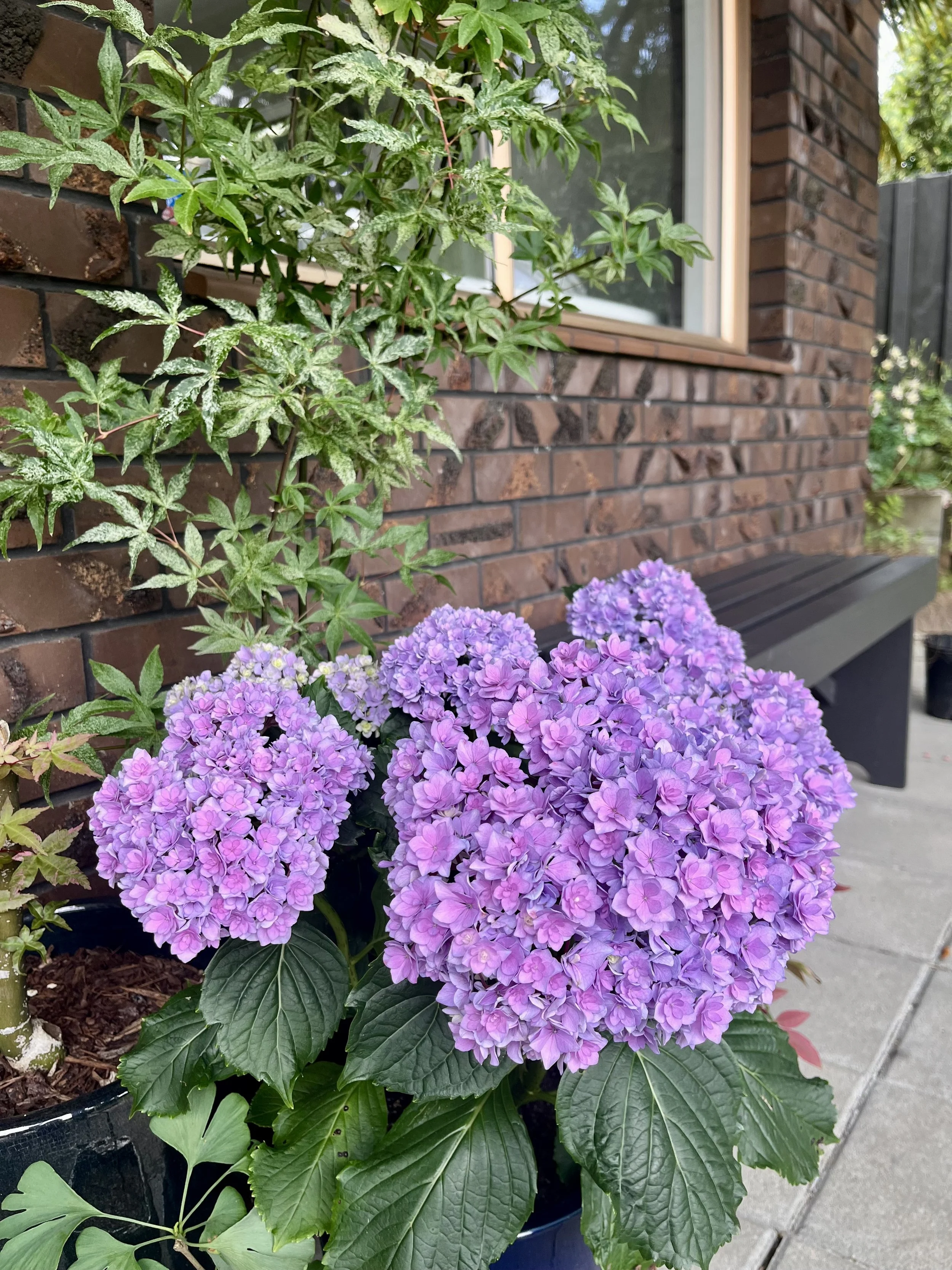 Purple and pink hydrangea flowers in a black pot next to a brick house with a window, green leaves, and a sidewalk.