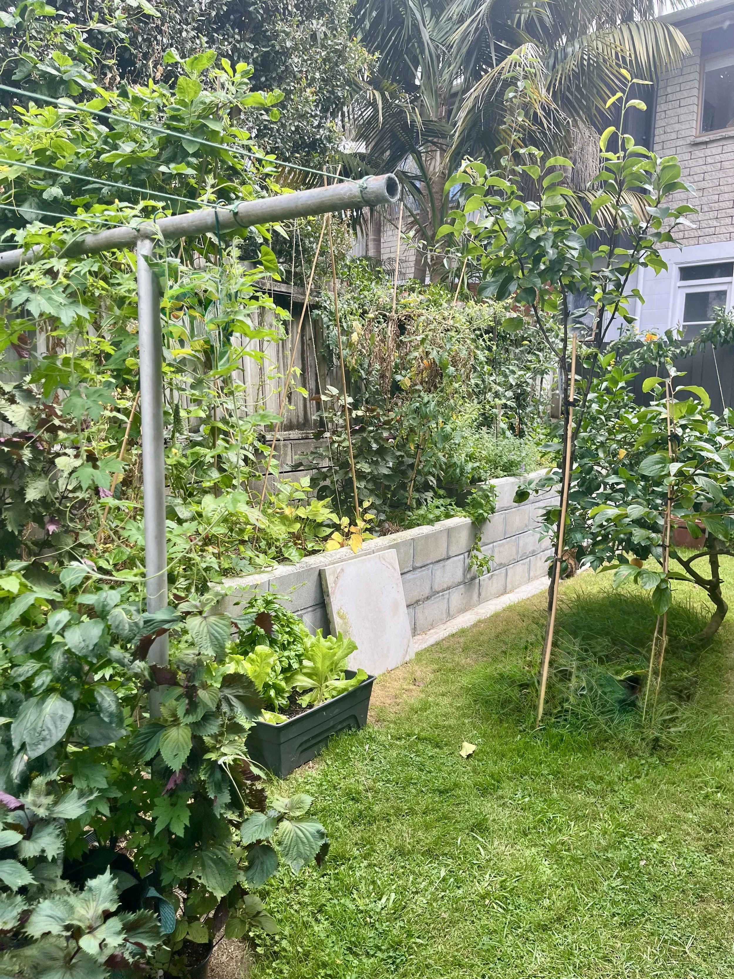 A lush backyard garden with various plants, a raised flower bed with vegetables, a black plastic container, bamboo stakes, and a hedge in the background.