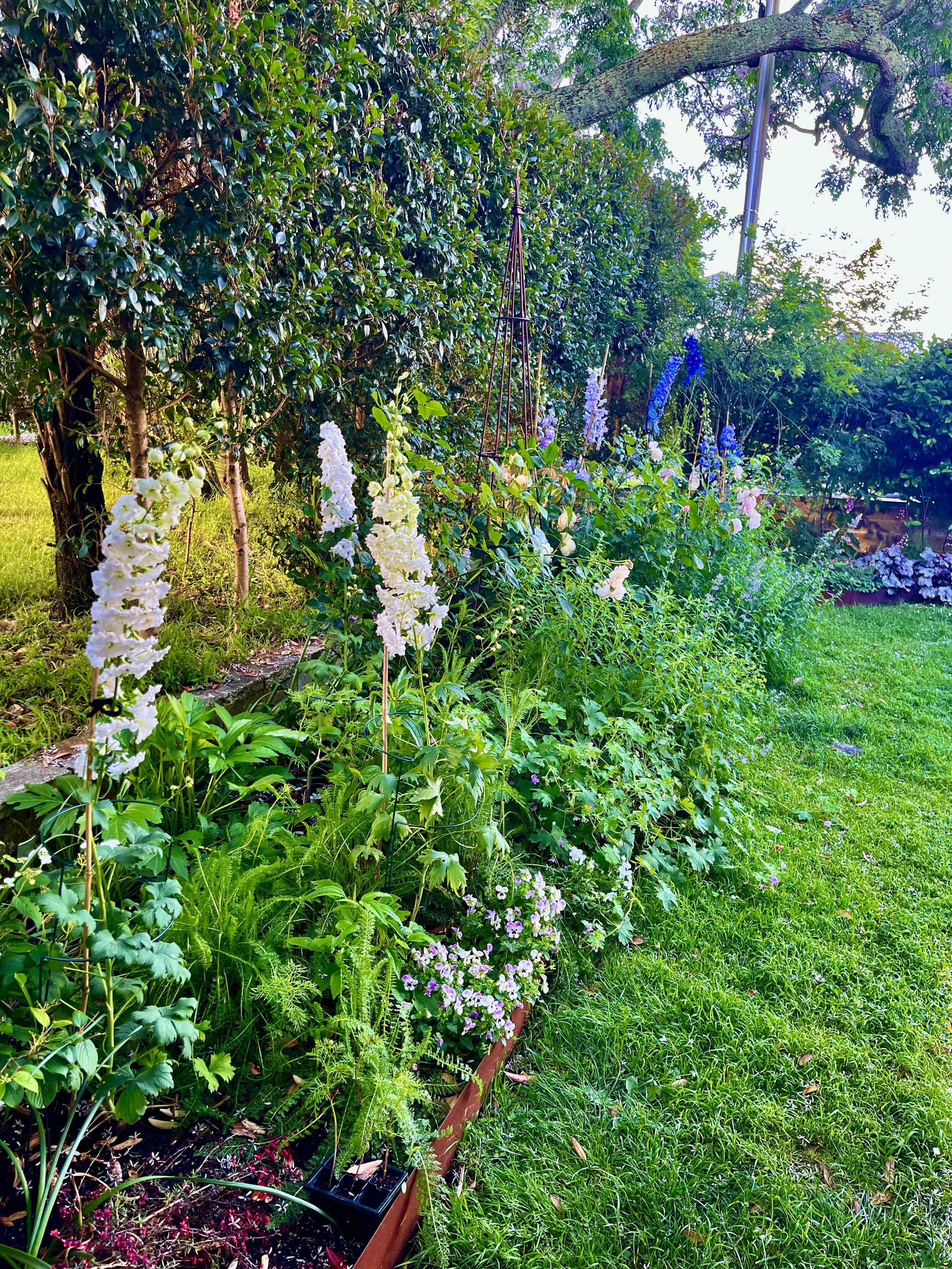 A lush garden with a hedge in the background and flowering plants in different shades of purple, white, and blue along a raised wooden garden bed, with green grass on the right side.