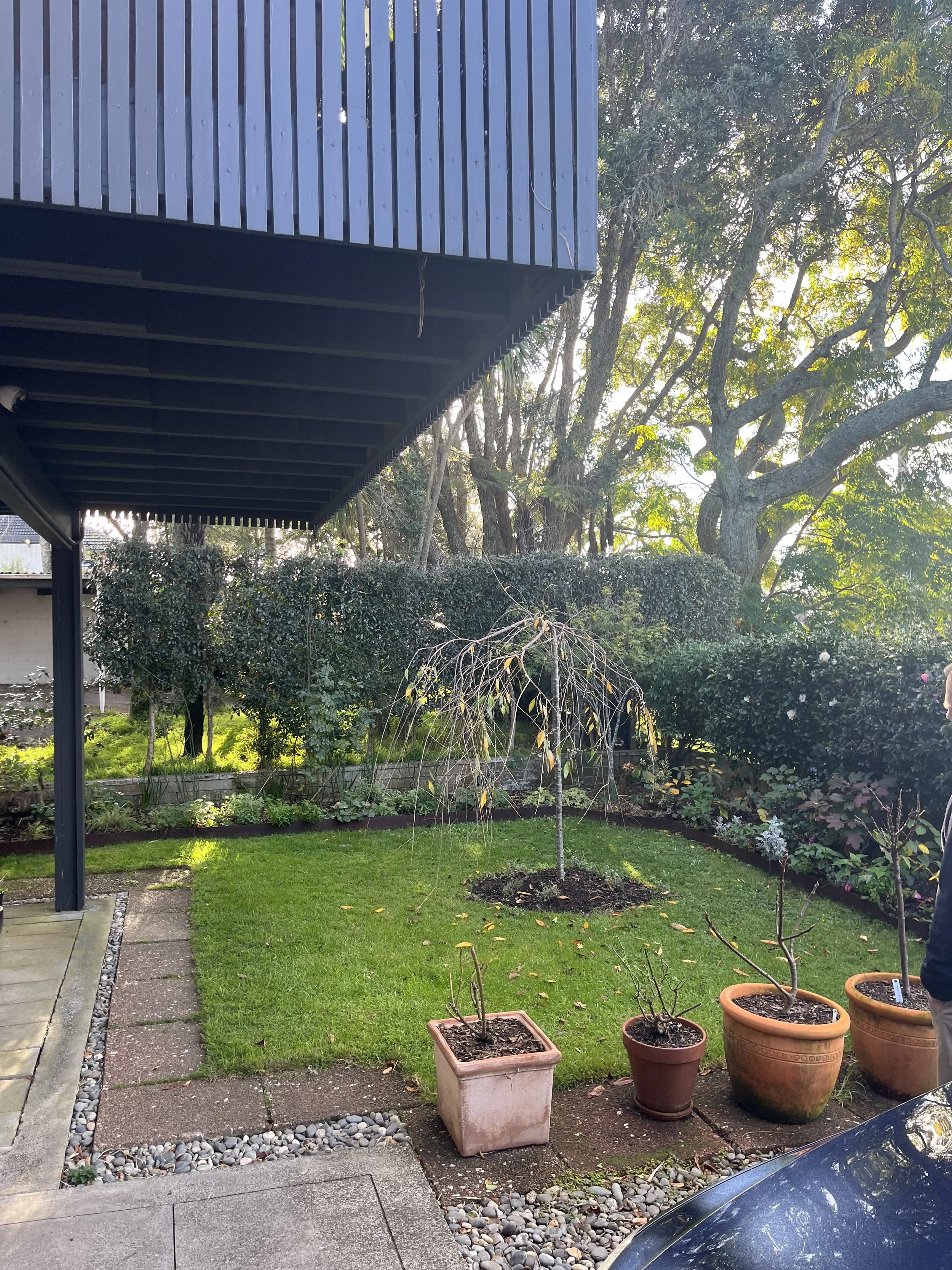 Garden in a front yard in autumn in Auckland. Showcasing the siting of the garden with mature trees such as pohutukawa.