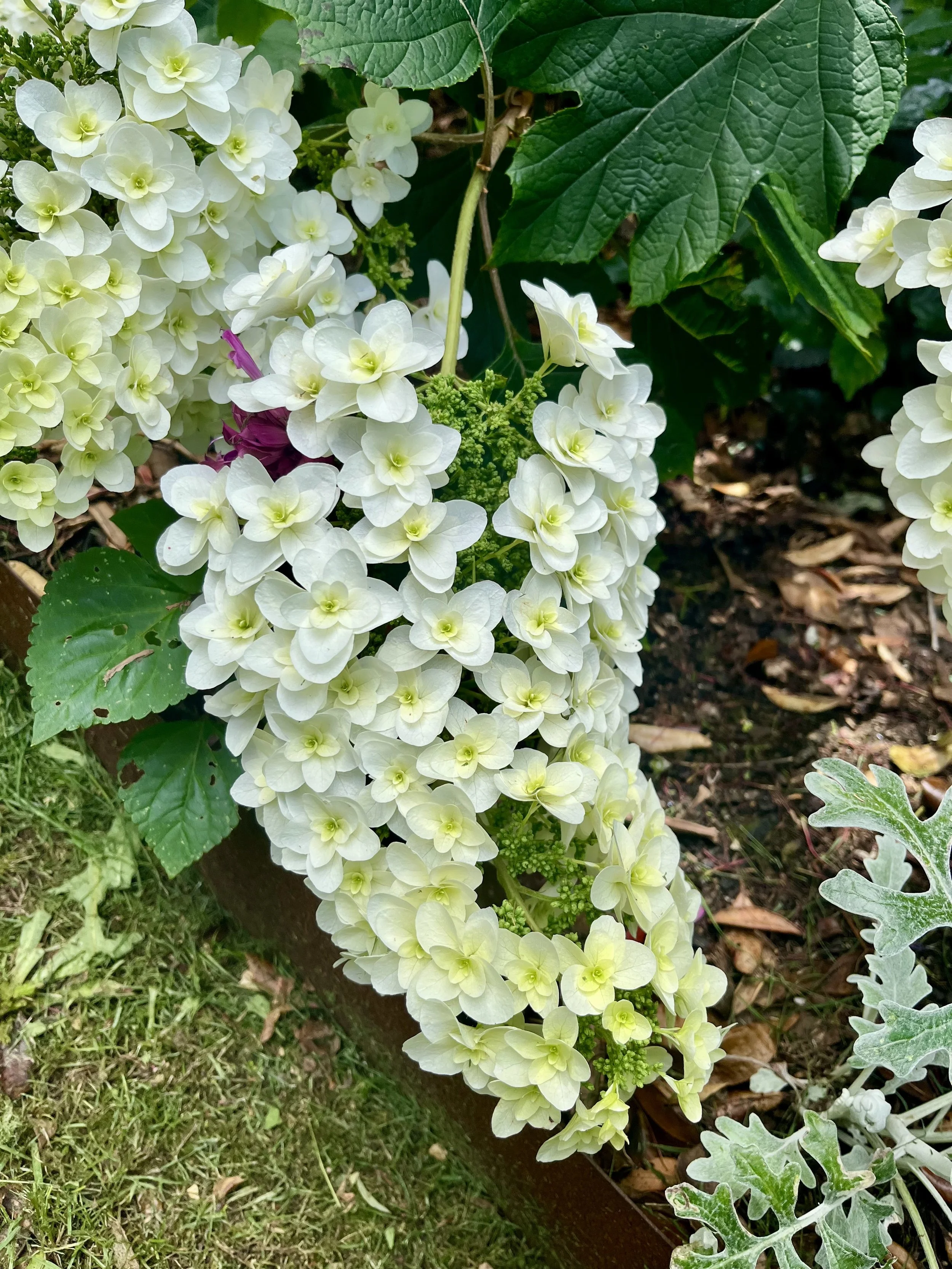 White hydrangea flowers with green sepals and leaves in a garden setting.